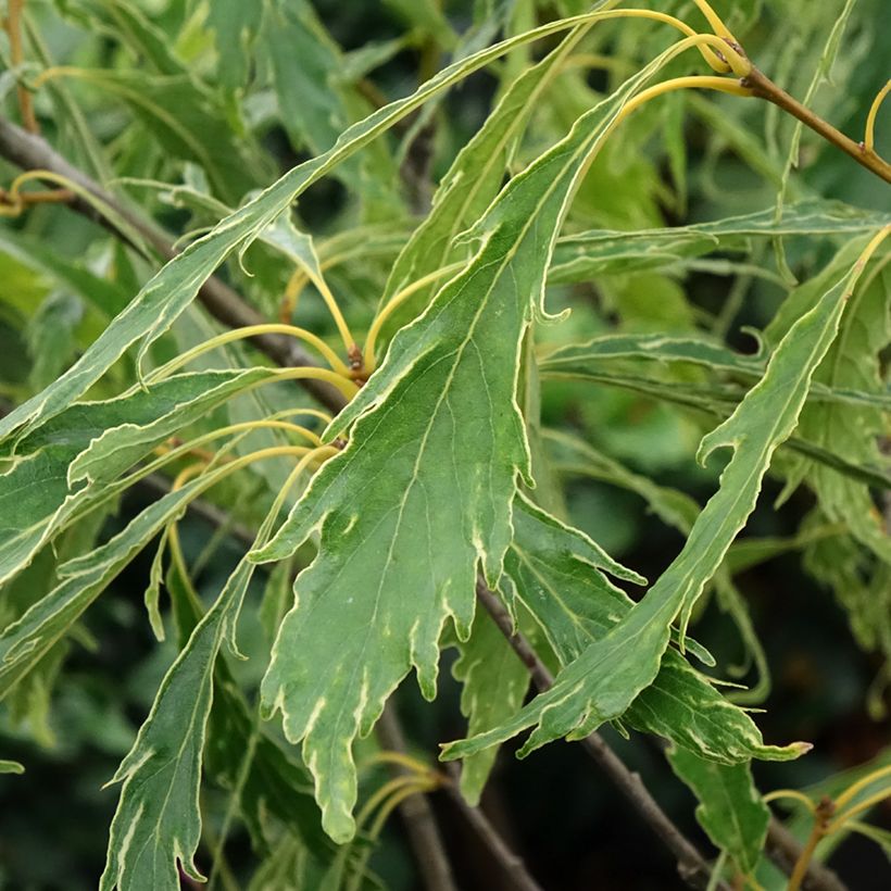 Quercus petraea Insecata - Trauben-Eiche (Foliage)