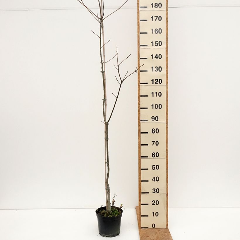 Exemplar von Quercus petraea Insecata - Trauben-Eiche Topf mit 4L/5L wie im Herbst geliefert