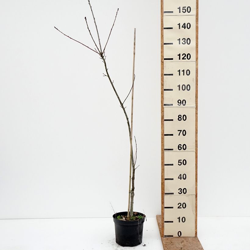 Example of Quercus petraea Insecata - Trauben-Eiche Topf mit 4L/5L as you get in hiver