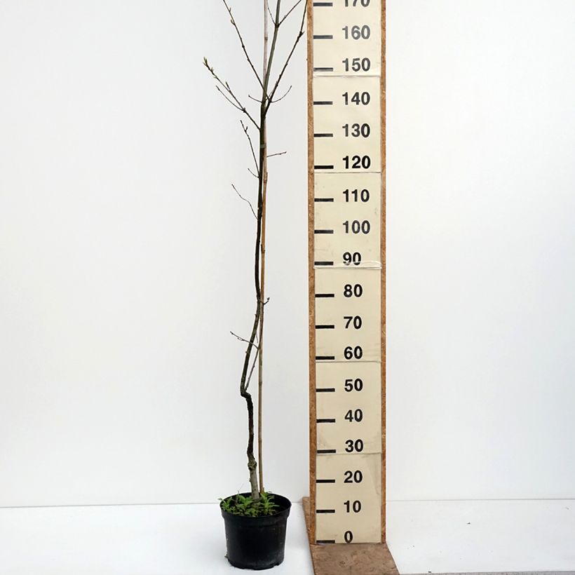 Exemplar von Quercus petraea Insecata - Trauben-Eiche Topf mit 4L/5L wie im Frühjahr geliefert