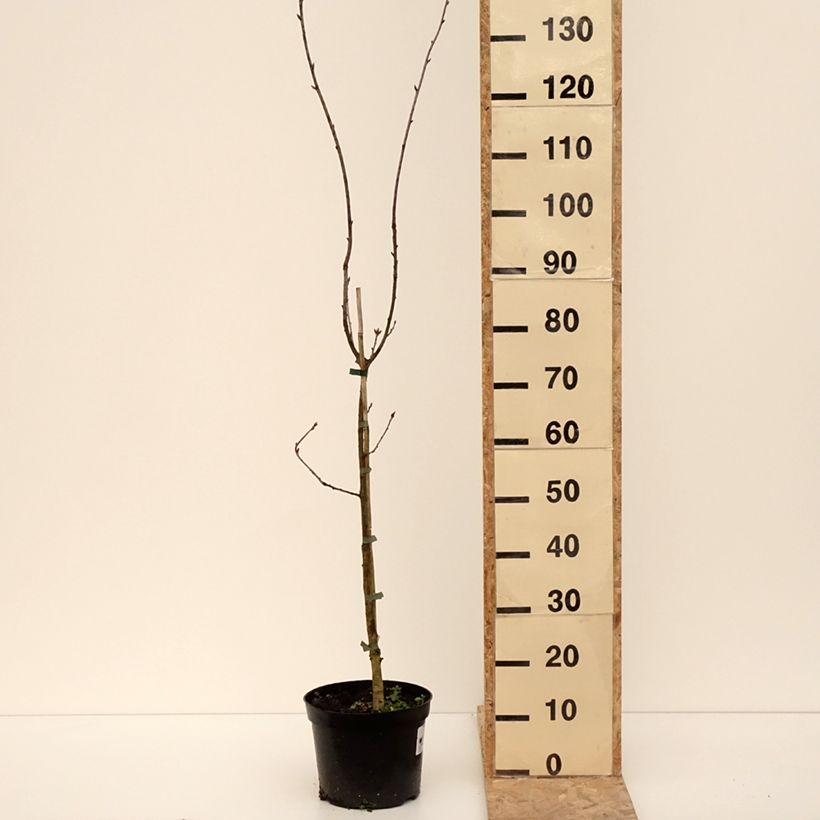 Exemplar von Stiel-Eiche Cucullata - Quercus robur  Topf mit 4L/5L wie im Winter geliefert