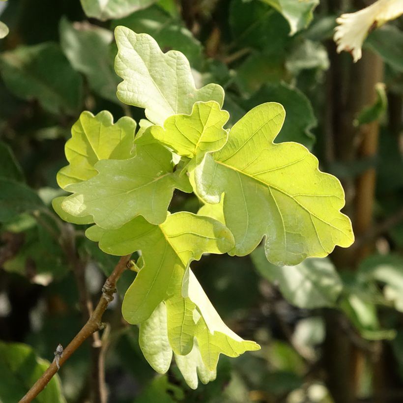 Stiel-Eiche Facrist - Quercus robur  (Laub)