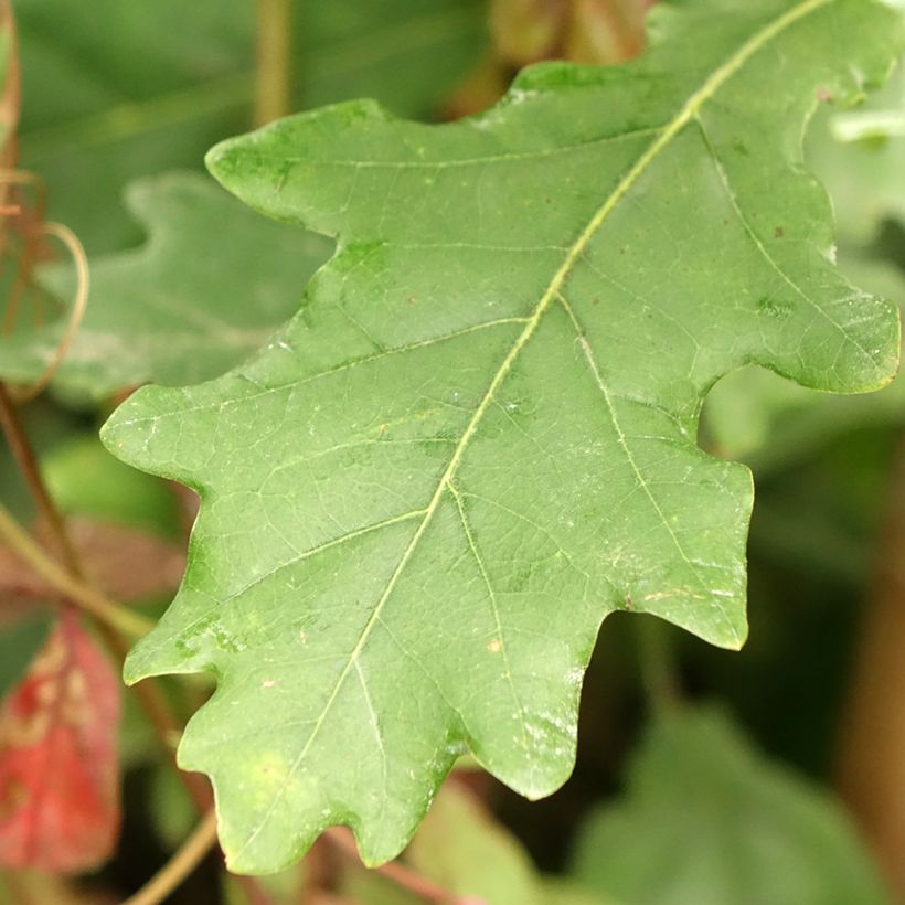 Quercus robur Fastigiata Koster - Stiel-Eiche (Laub)