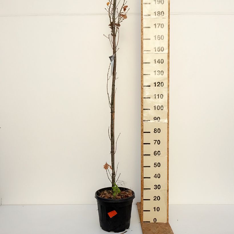 Exemplar von Quercus robur Fastigiata Koster - Stiel-Eiche Topf mit 20L/25L wie im Herbst geliefert