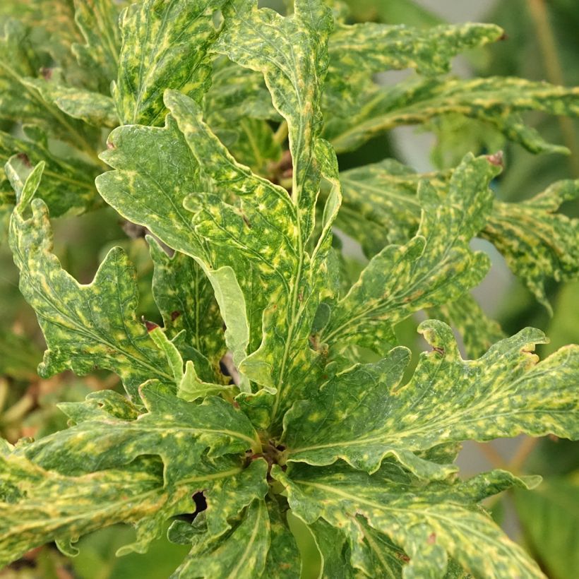 Stiel-Eiche Salfast - Quercus robur  (Foliage)