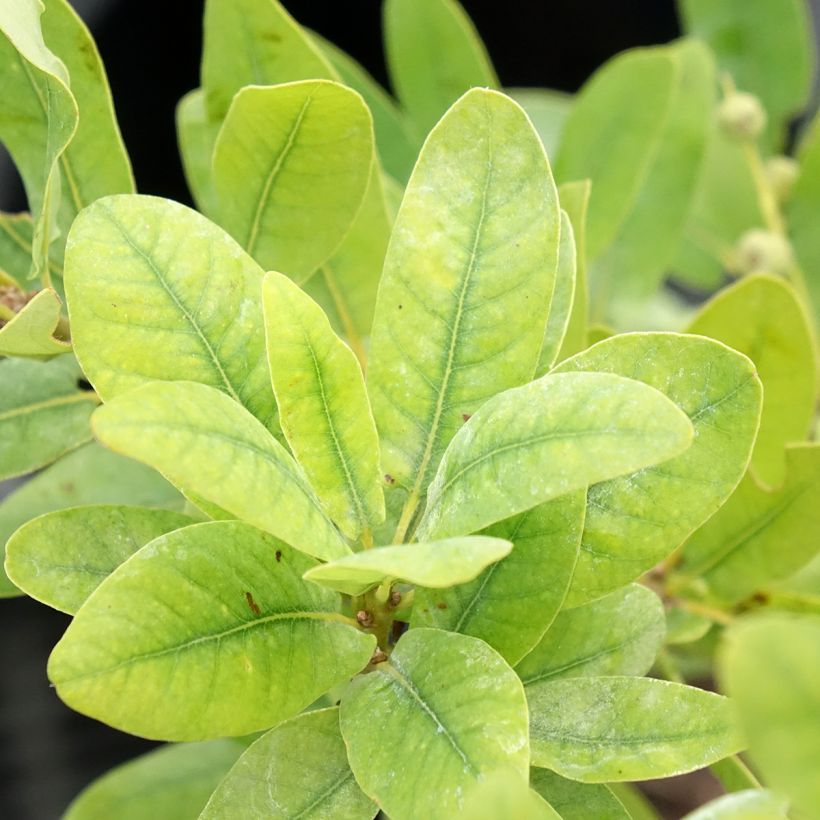 Quercus robur Salicifolia - Stiel-Eiche (Laub)