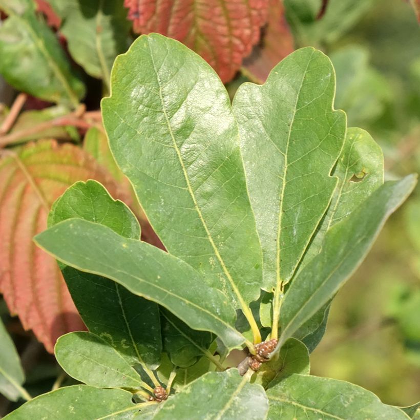 Stiel-Eiche Strypemonde - Quercus robur  (Laub)