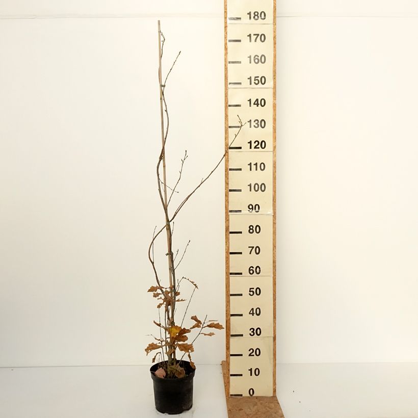 Exemplar von Stiel-Eiche Strypemonde - Quercus robur  Topf mit 4L/5L wie im Herbst geliefert