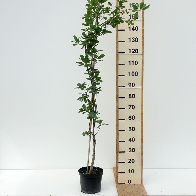 Exemplar von Stiel-Eiche Strypemonde - Quercus robur  Topf mit 4L/5L wie im Sommer geliefert