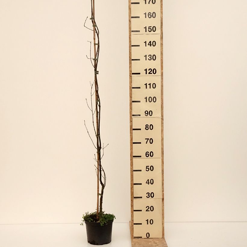 Exemplar von Stiel-Eiche Strypemonde - Quercus robur  Topf mit 4L/5L wie im Winter geliefert