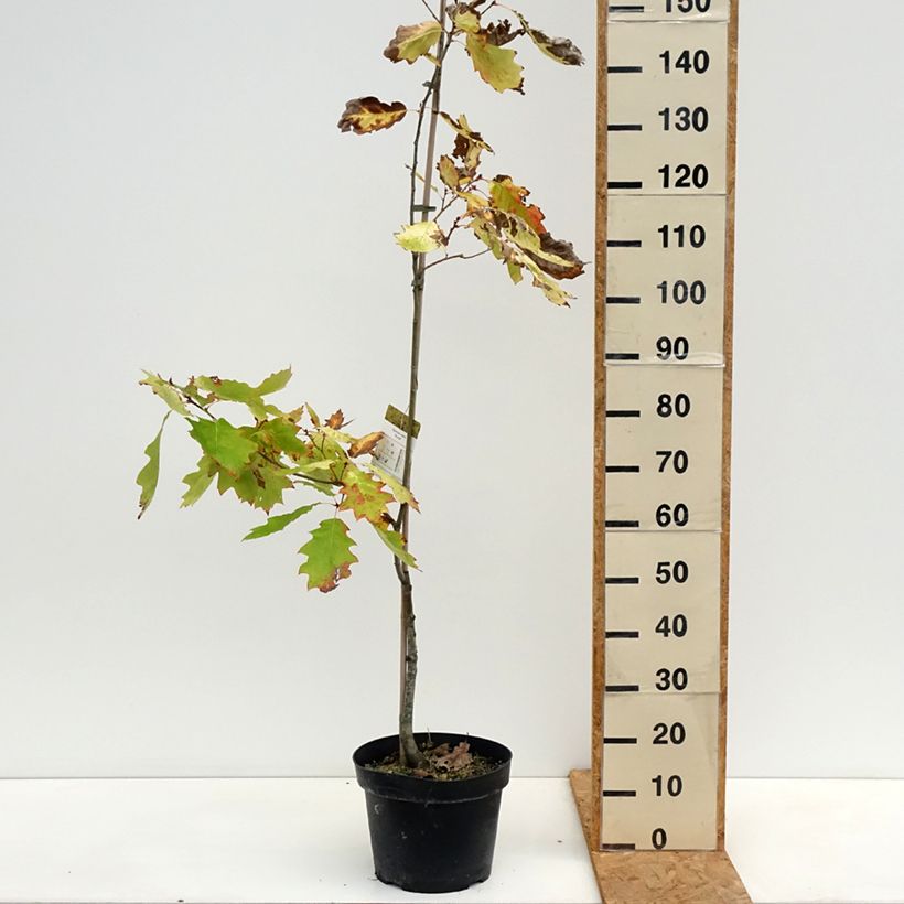 Exemplar von Quercus rubra Aurea - Roteiche Topf mit 7,5L/10L wie im Herbst geliefert