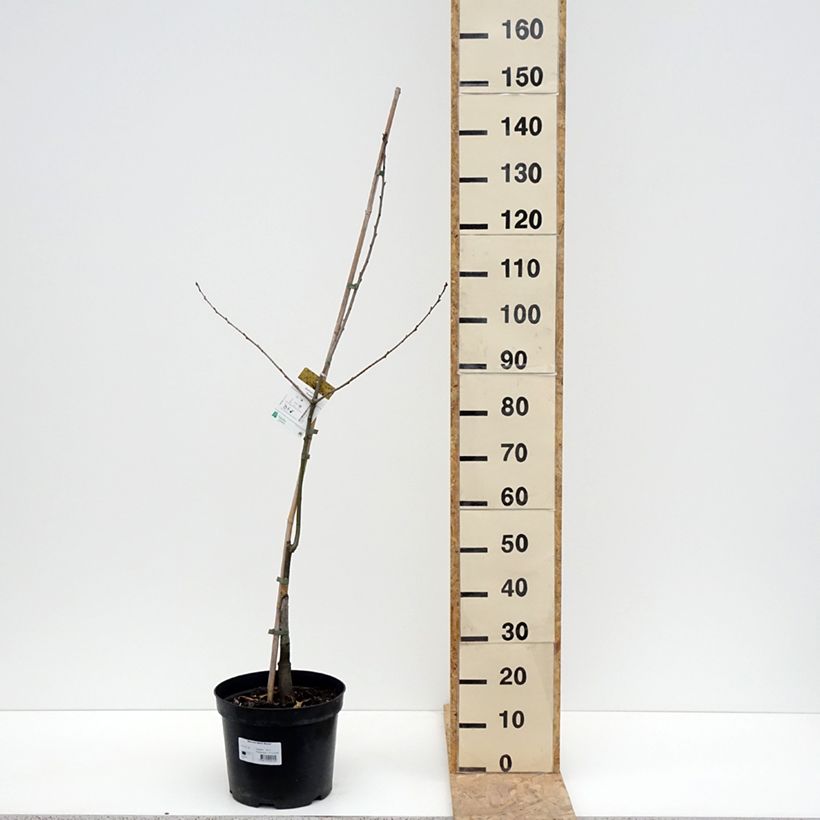 Example of Quercus rubra Aurea - Roteiche Topf mit 7,5L/10L as you get in printemps