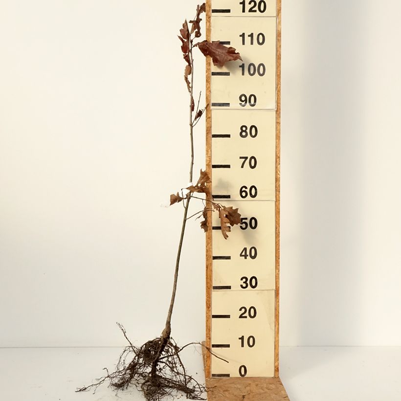 Exemplar von Quercus rubra - Roteiche Wurzelnackt wie im Winter geliefert