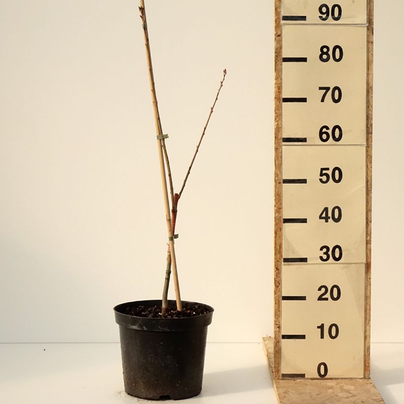 Exemplar von Quercus rubra Wolfsdonk's Pride - Chêne rouge d'Amérique Pot de 7,5L/10L, Tige wie im Winter geliefert
