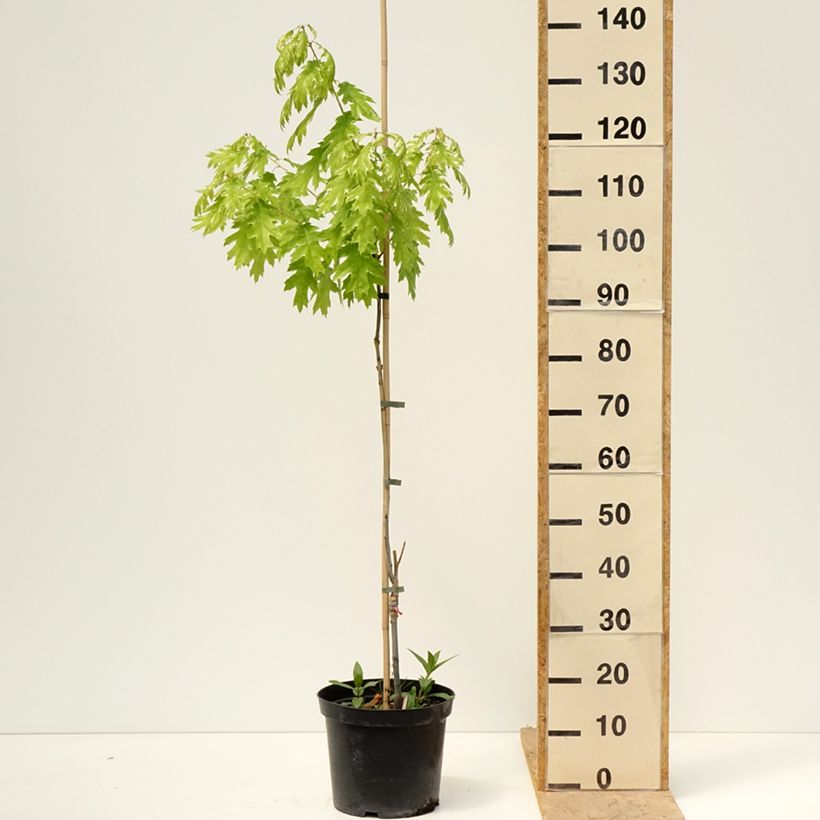 Example of Quercus rubra Wolfsdonk's Pride - Roteiche Topf mit 7,5L/10L, Stamm as you get in printemps