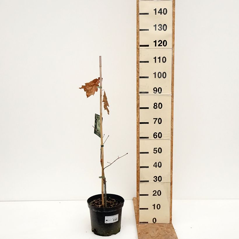 Exemplar von Quercus rubra Wolfsdonk's Pride - Roteiche Topf mit 7,5L/10L, Stamm wie im Herbst geliefert