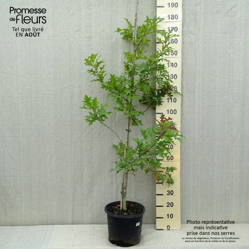 Exemplar von Quercus texana New Madrid - Texas-Eiche Topf mit 7,5L/10L wie im Sommer geliefert