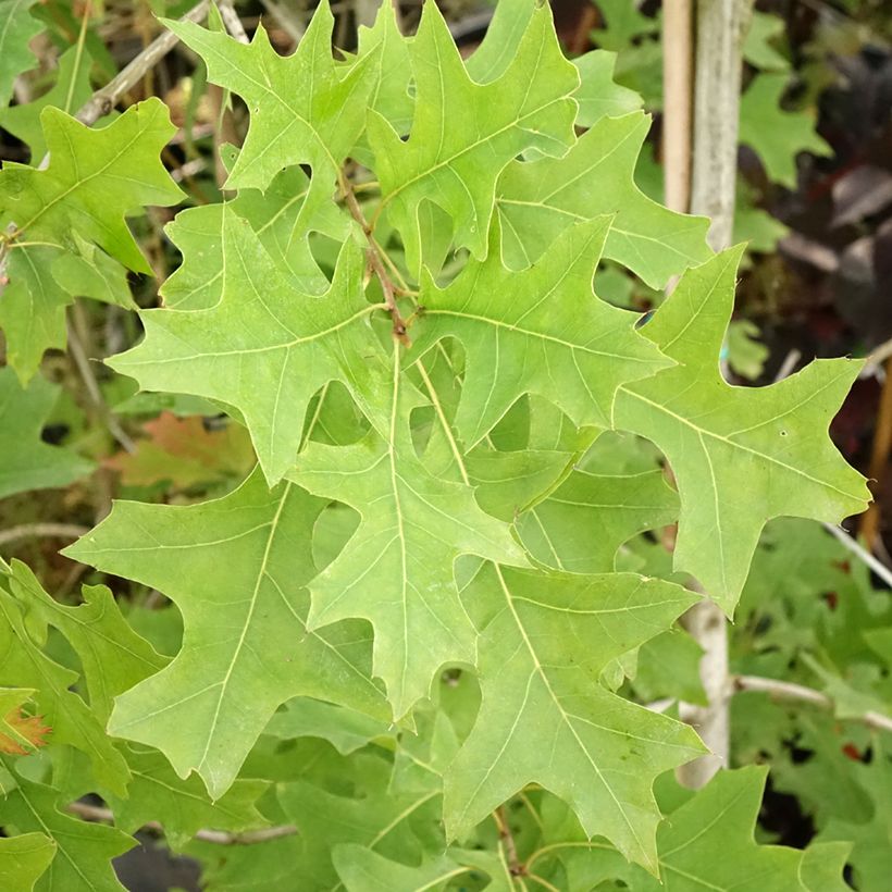 Quercus texana New Madrid - Texas-Eiche (Foliage)