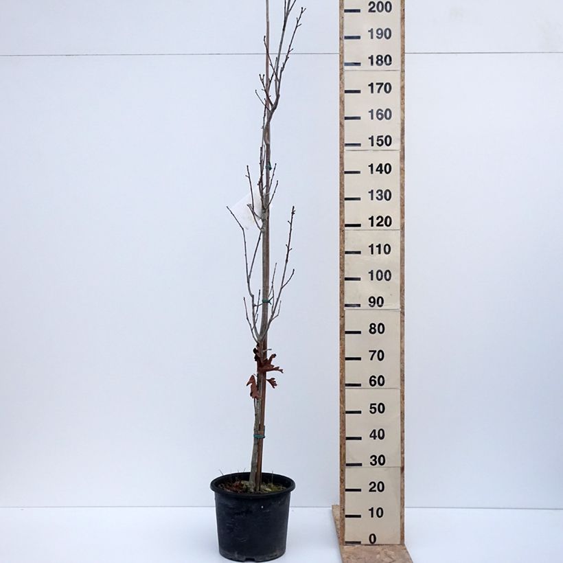 Exemplar von Quercus warei Chimney Fire - Eiche Topf mit 12L/15L wie im Winter geliefert