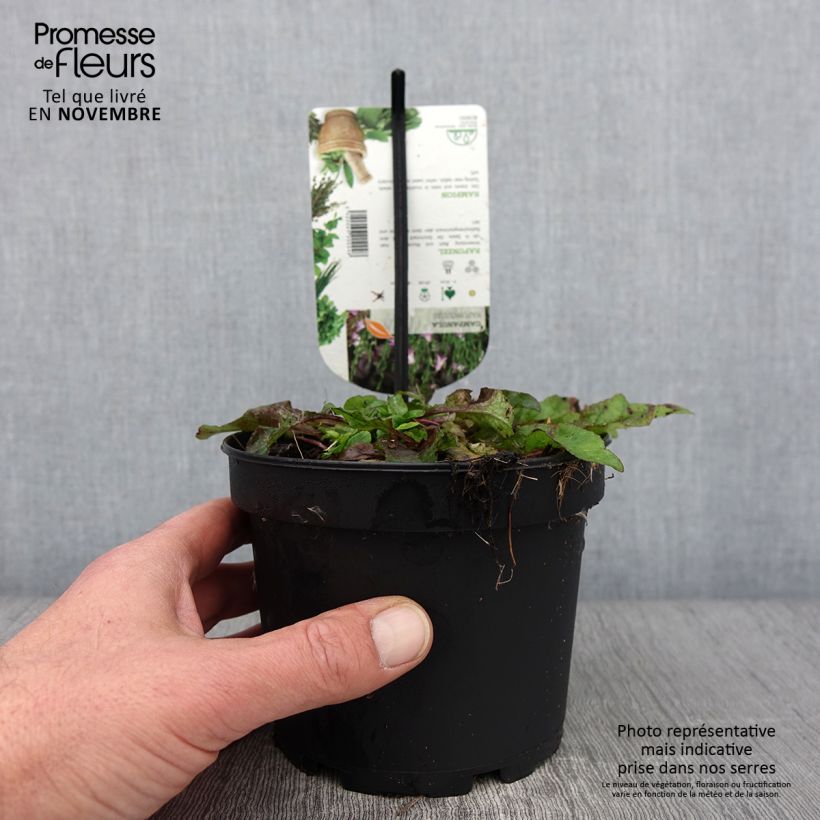 Exemplar von Raiponce - Campanula rapunculus Pot de 1,5L/2L wie im Herbst geliefert