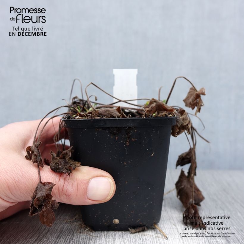 Exemplar von Scharfer Hahnenfuß Multiplex - Ranunculus acris Kleine Töpfe von 8/9 cm wie im Herbst geliefert