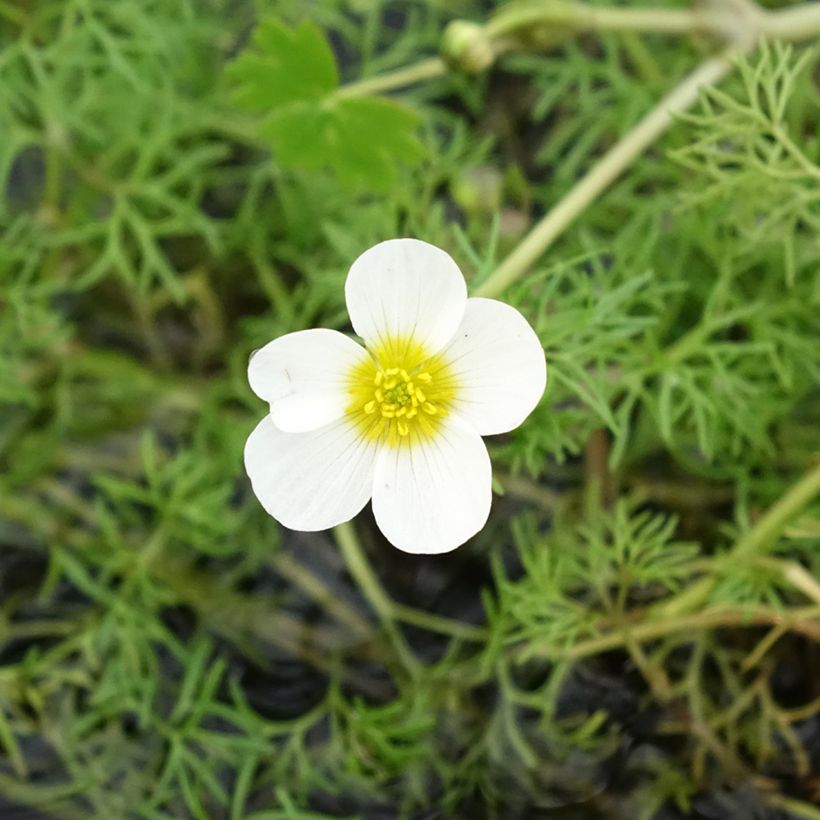 Wasser-Hahnenfuß - Ranunculus aquatilis (Blüte)