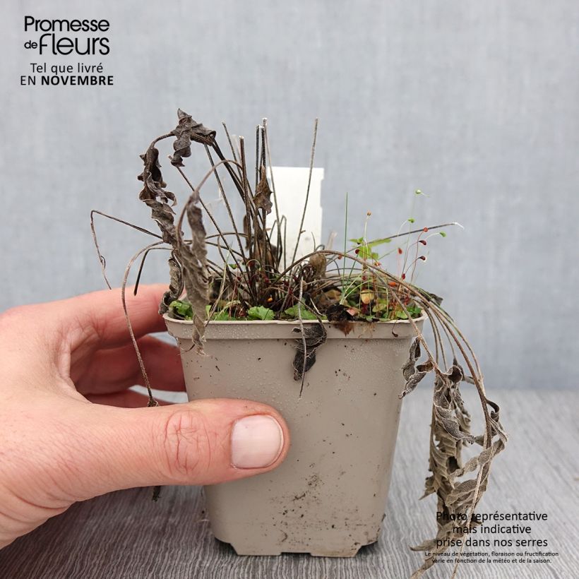 Exemplar von Ratibida pinnata - Präriesonnenhut Kleine Töpfe von 8/9 cm wie im Herbst geliefert