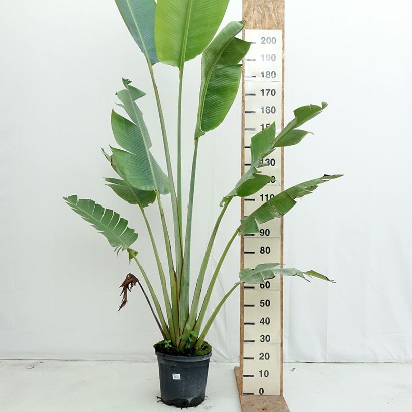 Exemplar von Baum der Reisenden - Ravenala madagascariensis Topf mit 12L/15L wie im Herbst geliefert