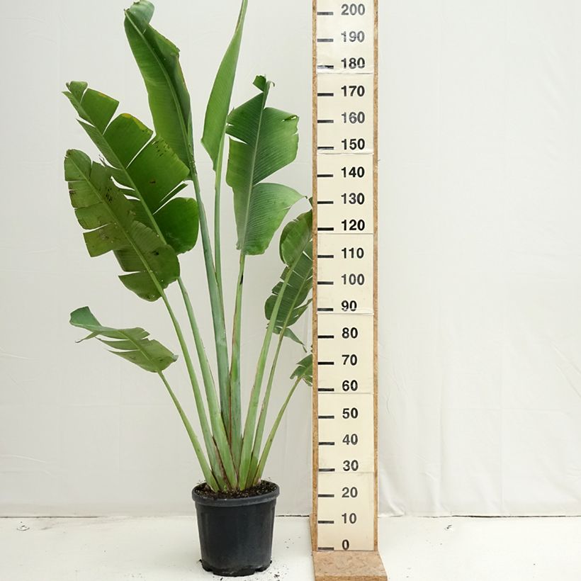 Exemplar von Baum der Reisenden - Ravenala madagascariensis Topf mit 12L/15L wie im Sommer geliefert