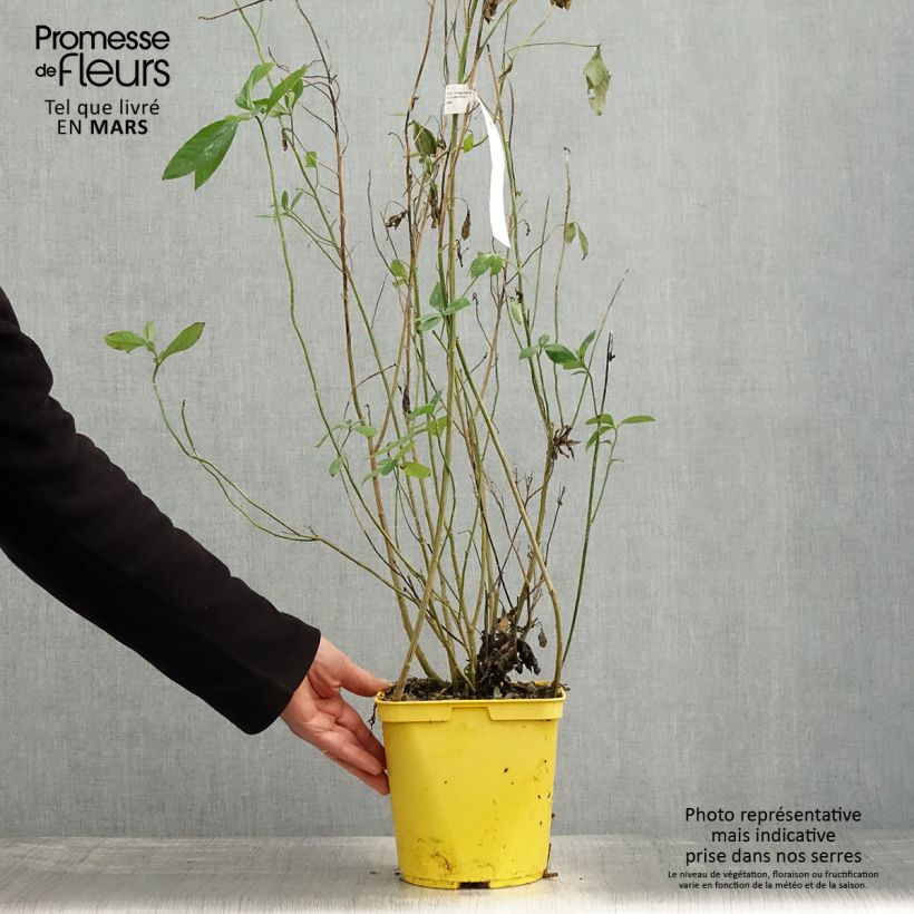 Example of Reinwardtia indica Topf mit 4L/5L as you get in printemps