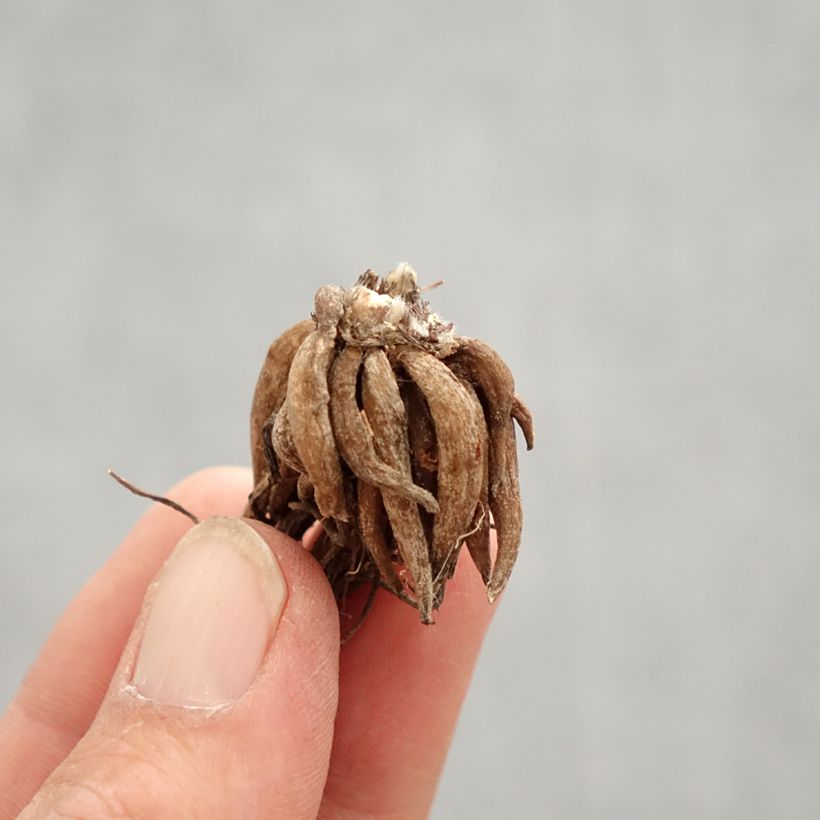 Example of Ranunkel Pink - Ranunculus Zwiebel Kaliber/Größe 8+ as you get in printemps