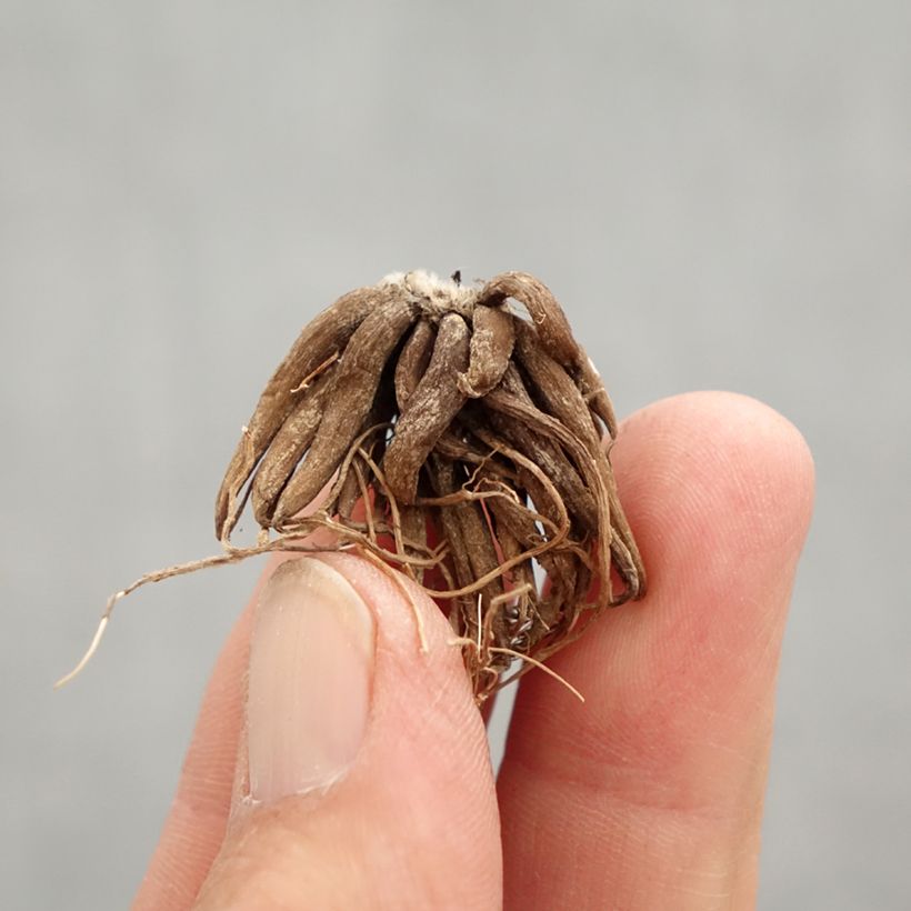 Exemplar von Ranunkel Red - Ranunculus Zwiebel Kaliber/Größe 8+ wie im Frühjahr geliefert