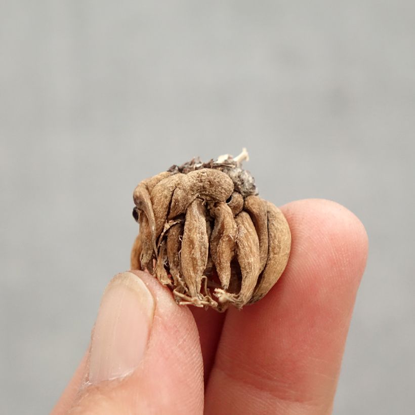 Exemplar von Ranunkel Mixture - Ranunculus Zwiebel Kaliber/Größe 8+ wie im Frühjahr geliefert