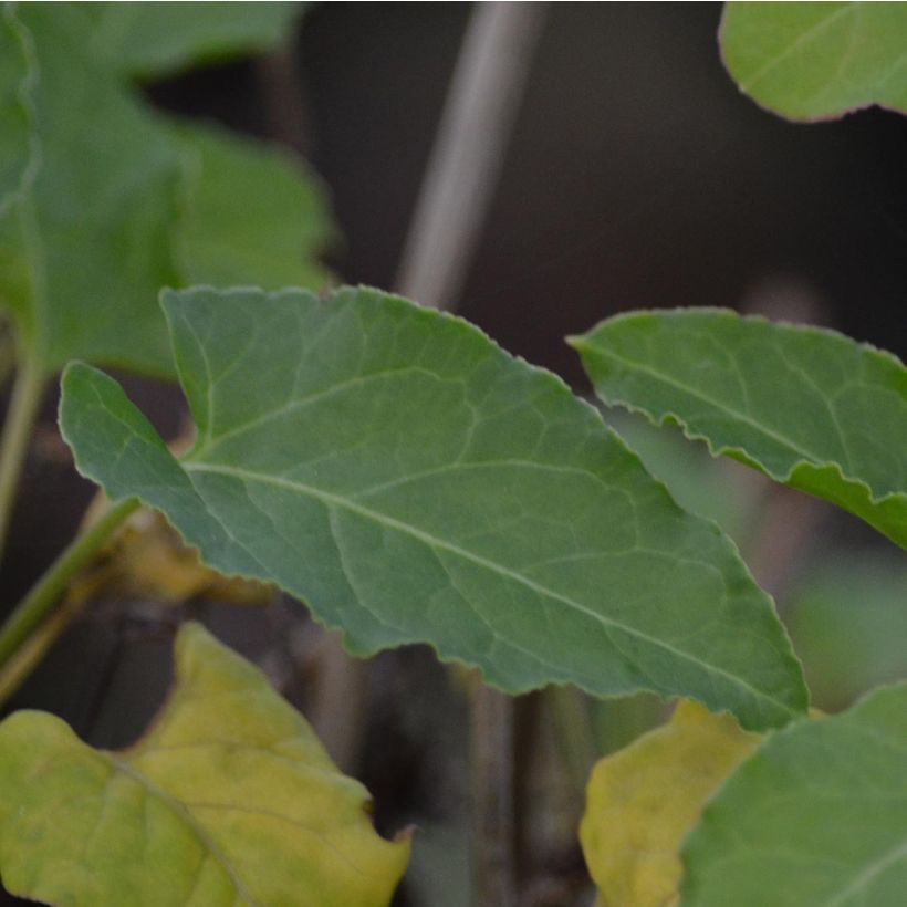 Fallopia aubertii - Schling-Knöterich (Foliage)