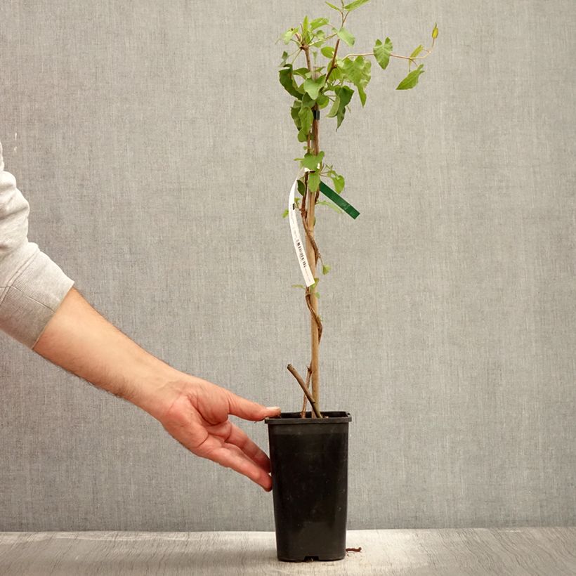 Exemplar von Fallopia aubertii - Schling-Knöterich Topf mit 1,5L/2L wie im Herbst geliefert