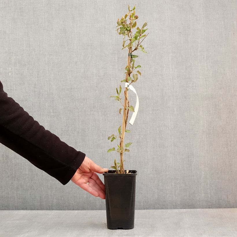 Example of Fallopia aubertii - Schling-Knöterich Topf mit 1,5L/2L as you get in printemps
