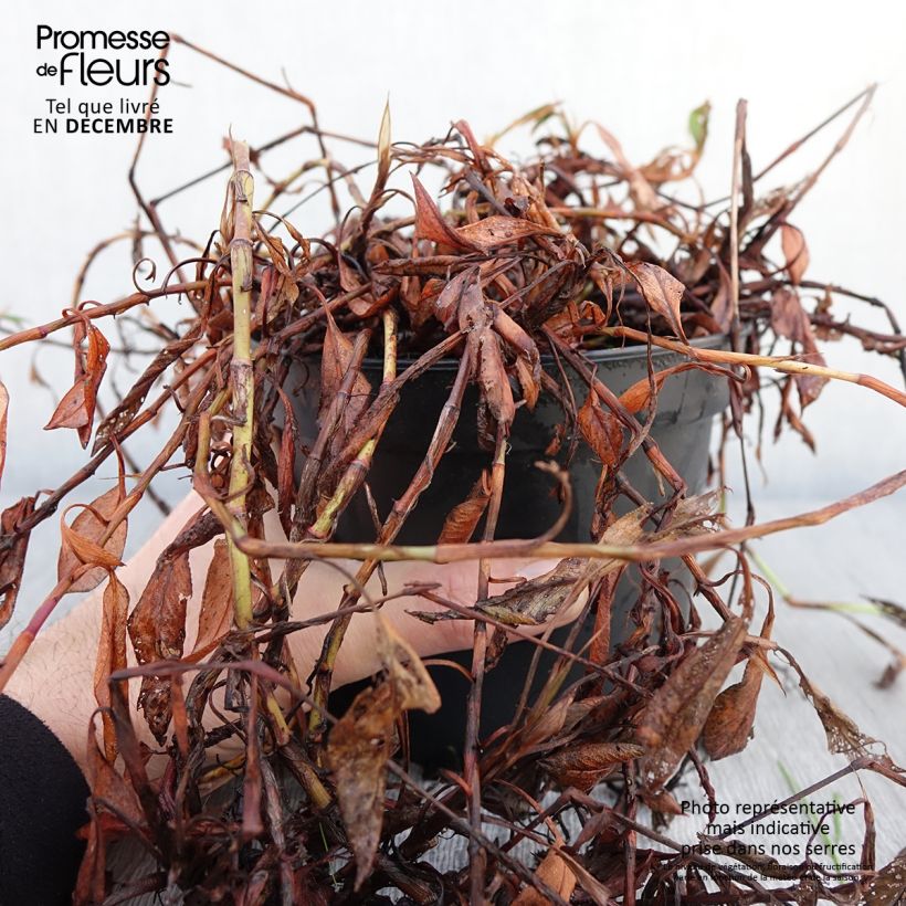 Exemplar von Renouée - Persicaria affinis Donald Lowndes Pot de 2L/3L wie im Herbst geliefert