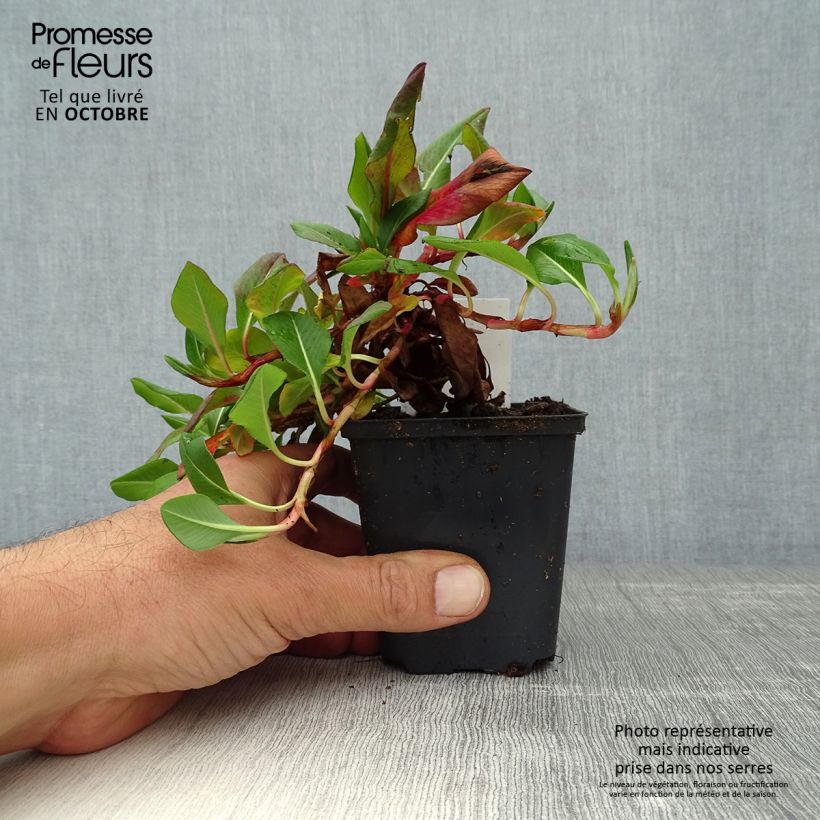 Exemplar von Schneckenknöterich Donald Lowndes - Persicaria affinis Kleine Töpfe von 8/9 cm wie im Herbst geliefert