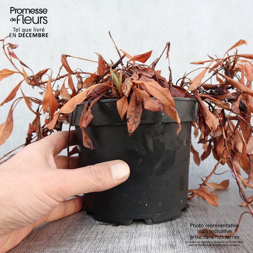 Exemplar von Schneckenknöterich Kabouter - Persicaria affinis Topf mit 2L/3L wie im Herbst geliefert