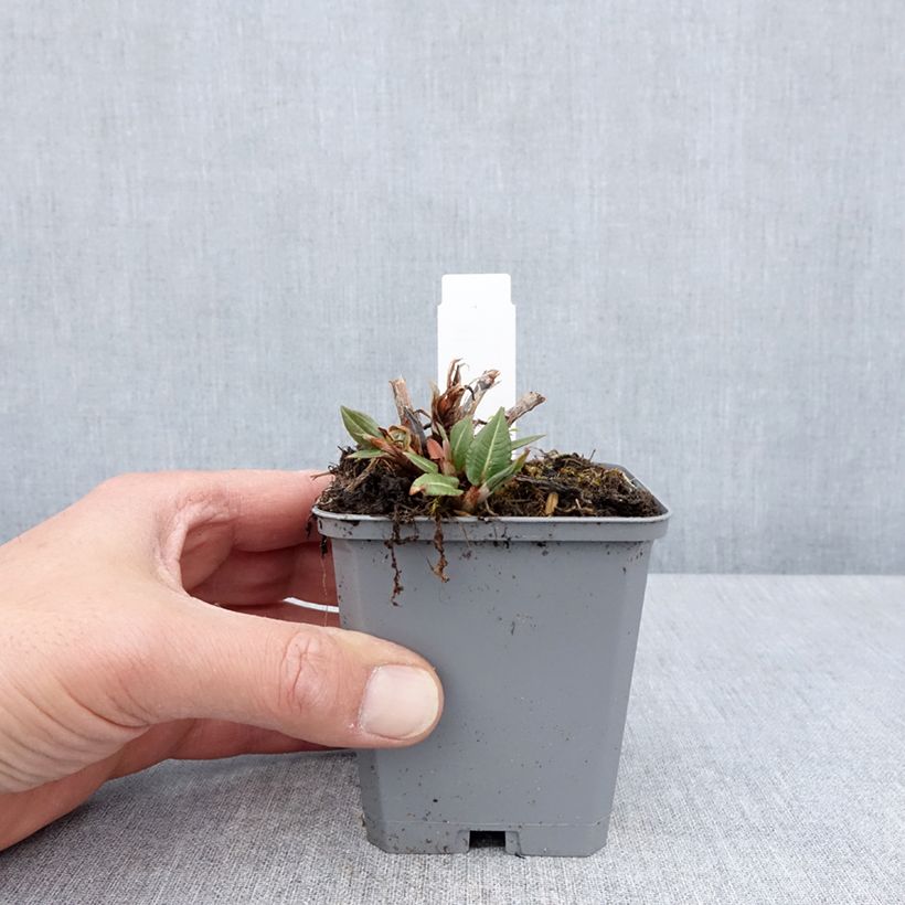 Example of Kerzenknöterich Amethyst - Bistorta amplexicaulis Kleine Töpfe von 8/9 cm as you get in printemps