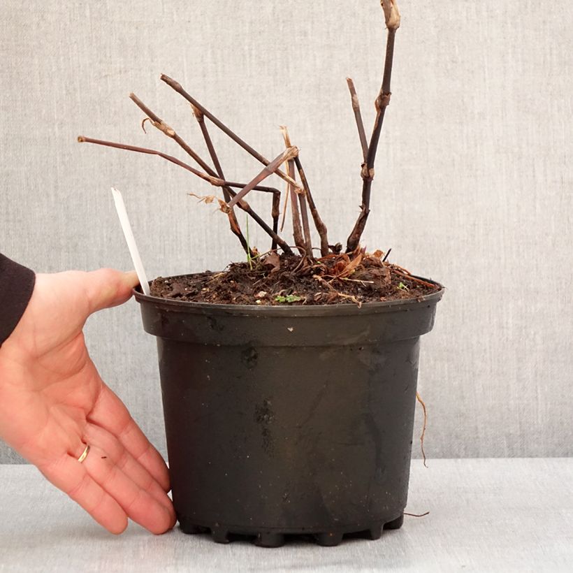 Exemplar von Renouée - Persicaria amplexicaulis Blackfield Pot de 2L/3L wie im Winter geliefert