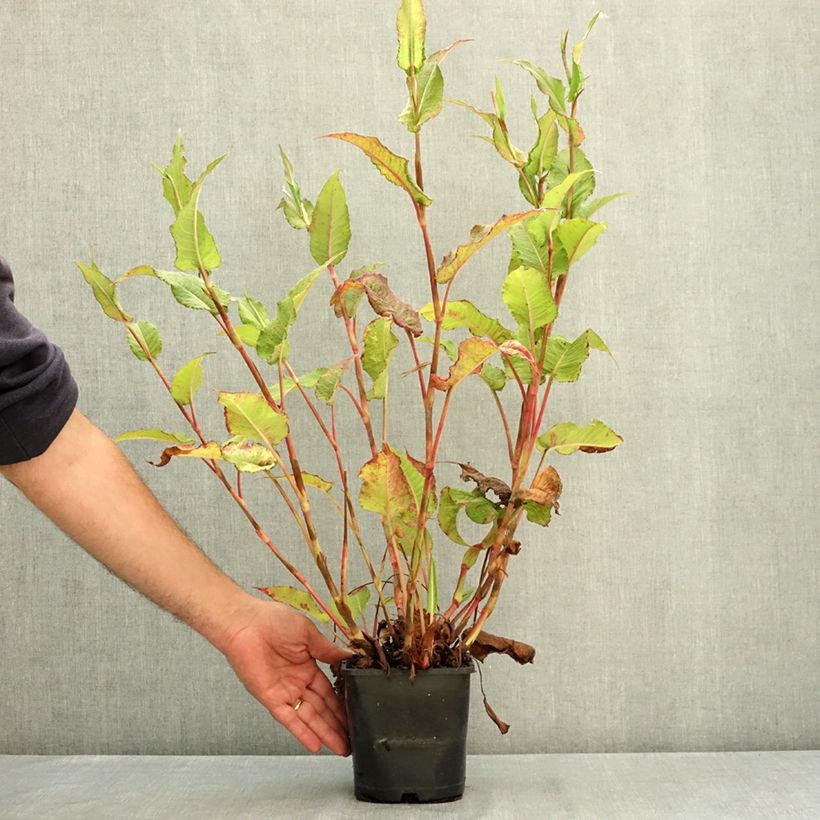 Exemplar von Kerzenknöterich Bloody Mary - Bistorta amplexicaulis Topf mit 2L/3L wie im Sommer geliefert