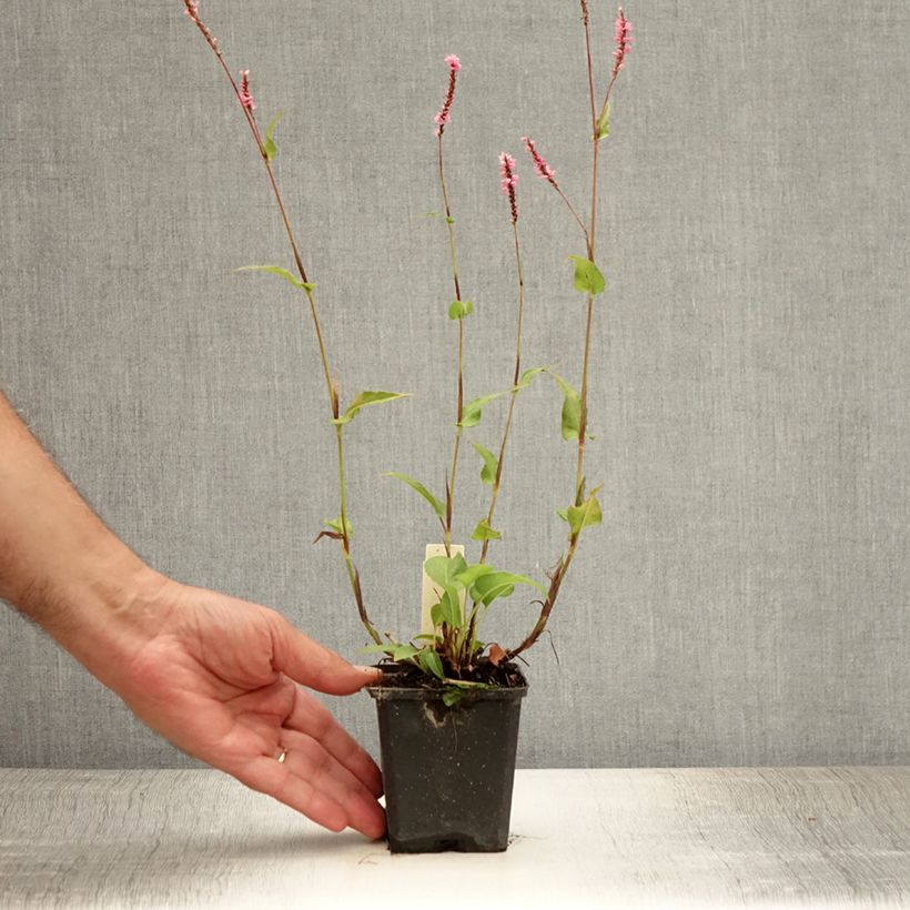 Exemplar von Kerzenknöterich Pink Elephant - Bistorta amplexicaulis Kleine Töpfe von 8/9 cm wie im Sommer geliefert