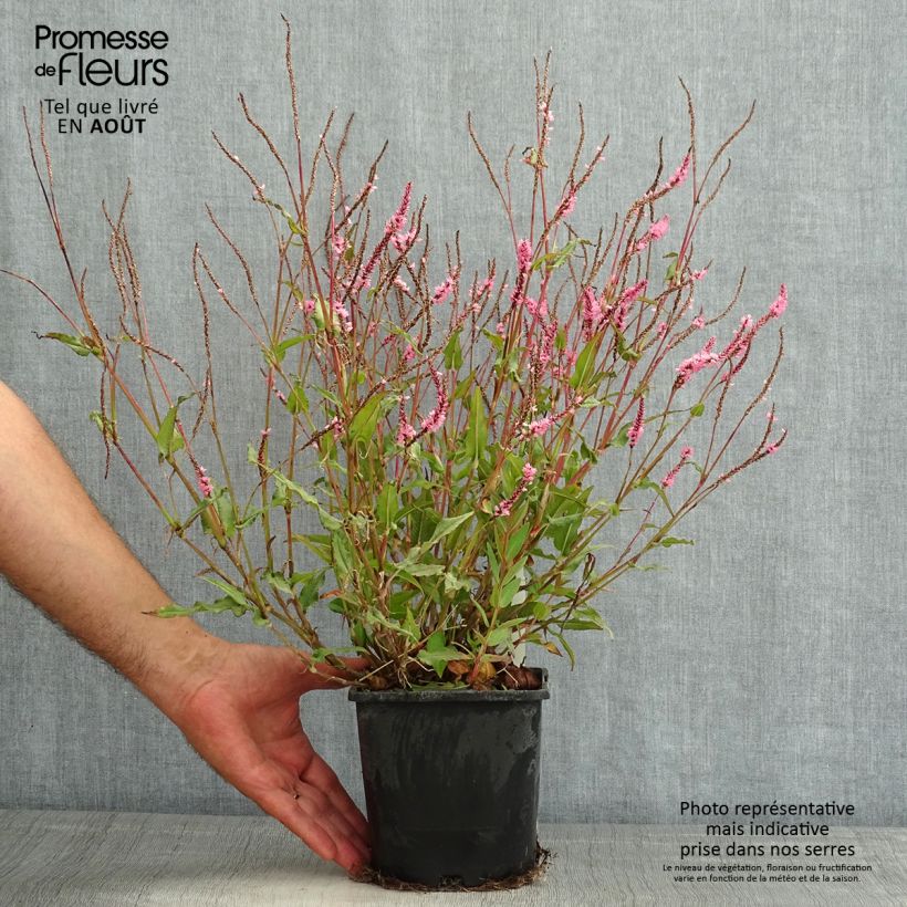 Exemplar von Kerzenknöterich Pink Elephant - Bistorta amplexicaulis Topf mit 1,5L/2L wie im Sommer geliefert