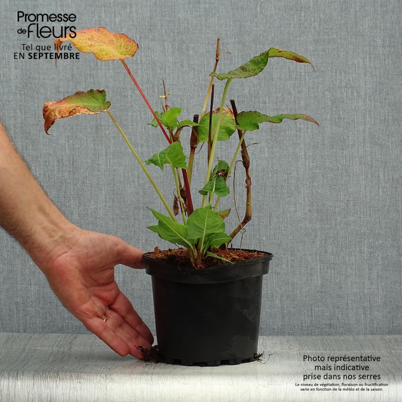 Exemplar von Kerzenknöterich Rosea - Bistorta amplexicaulis Topf mit 2L/3L wie im Herbst geliefert