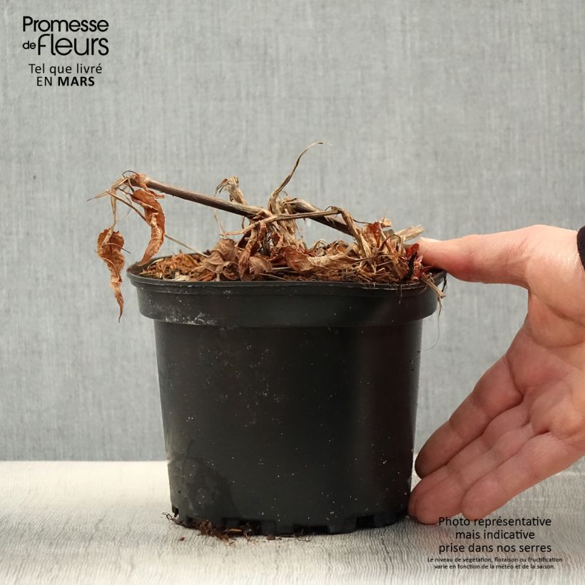 Example of Kerzenknöterich Rosea - Bistorta amplexicaulis Topf mit 2L/3L as you get in printemps