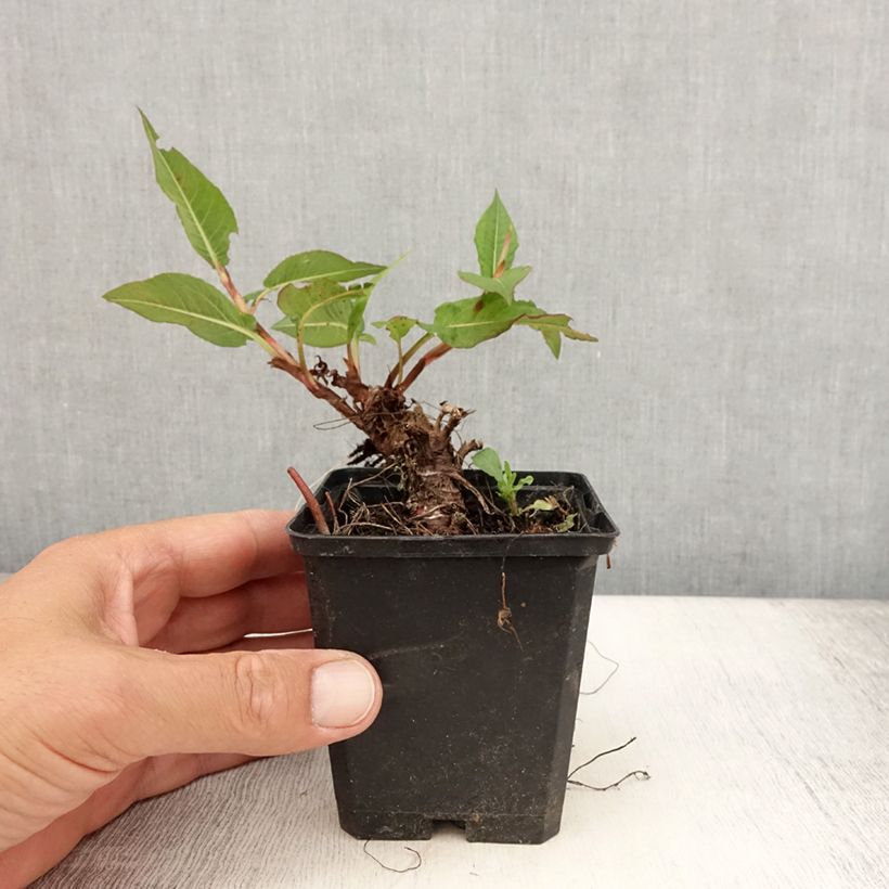 Exemplar von Kerzenknöterich Vesuvius - Bistorta amplexicaulis Kleine Töpfe von 8/9 cm wie im Sommer geliefert