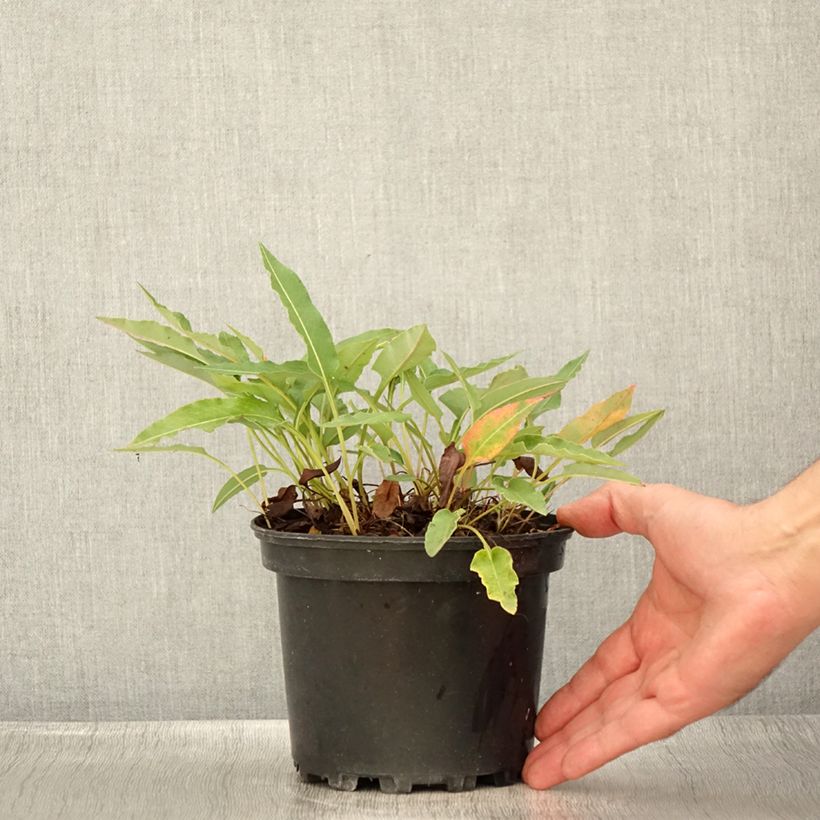 Exemplar von Schlangenwurz Superba - Persicaria officinalis Topf mit 2L/3L wie im Sommer geliefert