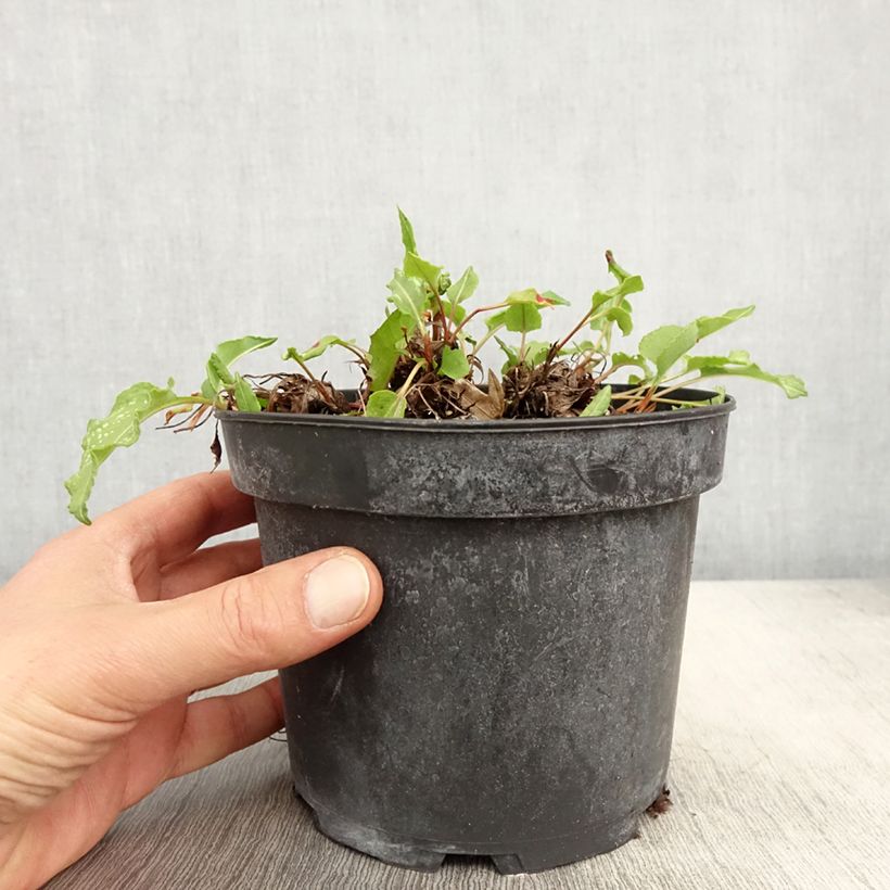 Example of Schlangenwurz Superba - Persicaria officinalis Topf mit 2L/3L as you get in printemps