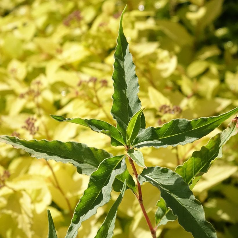 Dshawachischwili-Knöterich - Persicaria dshawachischwilii (Laub)